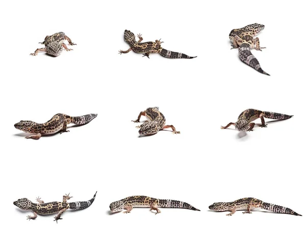 Γκρο Πλαν Του Leopard Gecko Απομονώνονται Λευκό Φόντο Σύνολο Των — Φωτογραφία Αρχείου