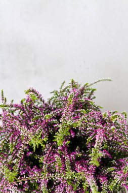 Ortak Heather. Gri arka plan üzerinde mor heather çiçekler. Calluna vulgaris.