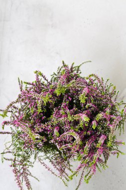 Ortak Heather. Gri arka plan üzerinde mor heather çiçekler. Calluna vulgaris.