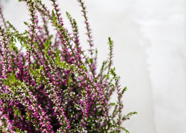 Ortak Heather. Gri arka plan üzerinde mor heather çiçekler. Calluna vulgaris.