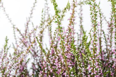 Ortak Heather. Heather mor çiçekler parlak arka plan üzerinde. Calluna vulgaris.