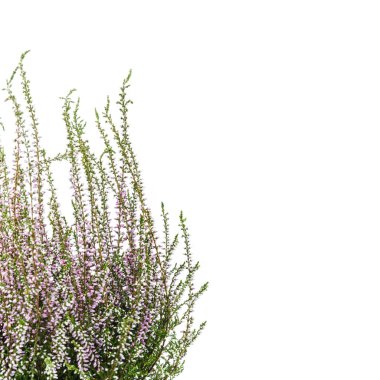 Ortak Heather. Heather mor çiçekler parlak arka plan üzerinde. Calluna vulgaris.
