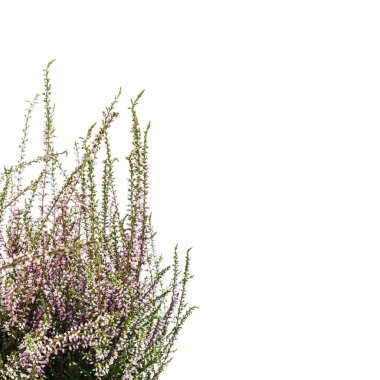 Ortak Heather. Heather mor çiçekler parlak arka plan üzerinde. Calluna vulgaris.