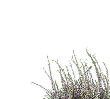 Ortak Heather. Beyaz arka plan üzerinde izole mor heather çiçekler. Calluna vulgaris.