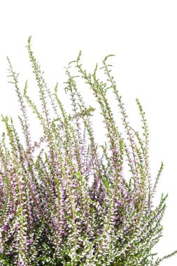 Ortak Heather. Heather mor çiçekler parlak arka plan üzerinde. Calluna vulgaris.