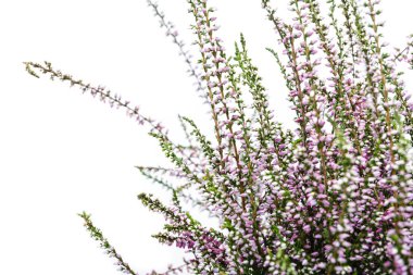 Ortak Heather. Heather mor çiçekler parlak arka plan üzerinde. Calluna vulgaris.
