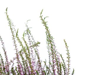 Ortak Heather. Heather mor çiçekler parlak arka plan üzerinde. Calluna vulgaris.