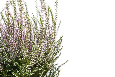 Ortak Heather. Heather mor çiçekler parlak arka plan üzerinde. Calluna vulgaris.