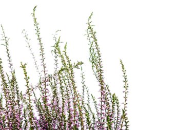Ortak Heather. Heather mor çiçekler parlak arka plan üzerinde. Calluna vulgaris.