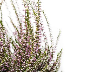 Ortak Heather. Heather mor çiçekler parlak arka plan üzerinde. Calluna vulgaris.