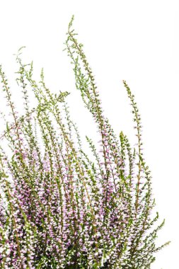 Ortak Heather. Heather mor çiçekler parlak arka plan üzerinde. Calluna vulgaris.