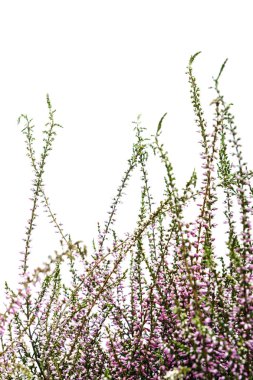 Ortak Heather. Heather mor çiçekler parlak arka plan üzerinde. Calluna vulgaris.