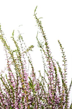 Ortak Heather. Heather mor çiçekler parlak arka plan üzerinde. Calluna vulgaris.