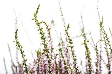 Ortak Heather. Heather mor çiçekler parlak arka plan üzerinde. Calluna vulgaris.