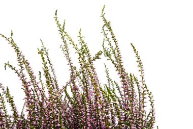 Ortak Heather. Heather mor çiçekler parlak arka plan üzerinde. Calluna vulgaris.