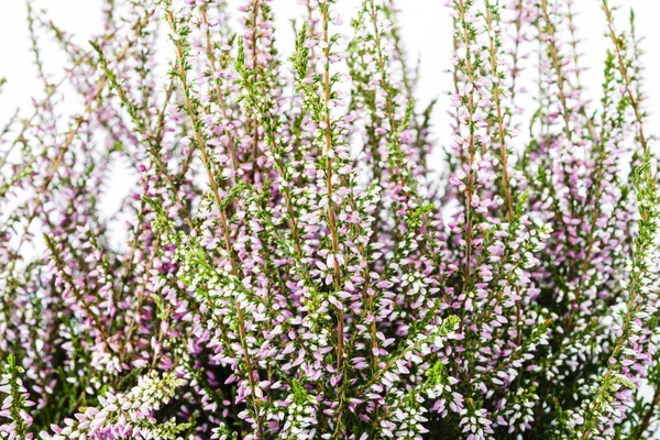 Загальні Хізер Хізер Фіолетові Квіти Світлому Фоні Верес Звичайний Звичайна — стокове фото