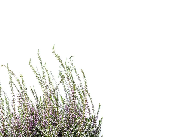 Comune Heather Fiori Erica Viola Sfondo Luminoso Calluna Vulgaris — Foto Stock