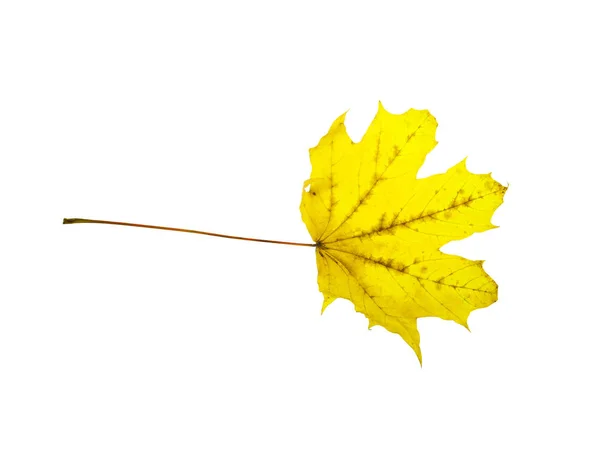 Herfstblad Geïsoleerd Een Witte Achtergrond Kleurrijke Esdoornblad — Stockfoto