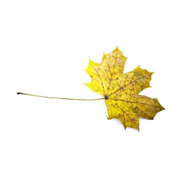 Sonbahar yaprak beyaz arka plan üzerinde izole. Renkli akçaağaç yaprağı.