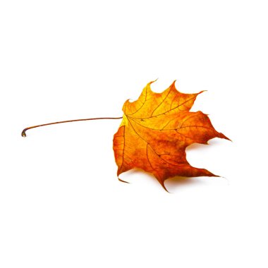 Sonbahar yaprak beyaz arka plan üzerinde izole. Renkli akçaağaç yaprağı.