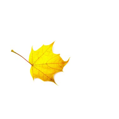 Sonbahar yaprak beyaz arka plan üzerinde izole. Renkli akçaağaç yaprağı.