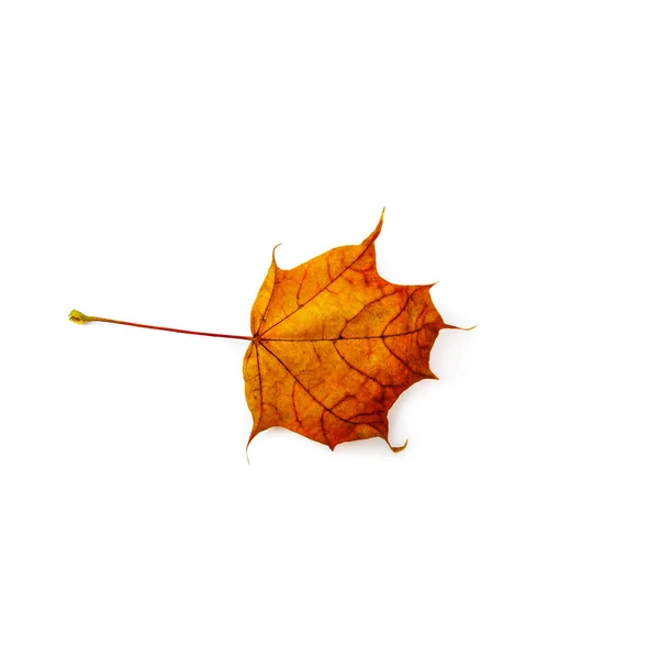Höst Löv Isolerad Vit Bakgrund Färgglada Lönnlöv — Stockfoto