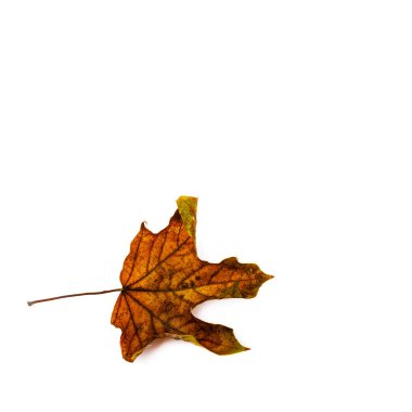 Sonbahar yaprak beyaz arka plan üzerinde izole. Renkli akçaağaç yaprağı.