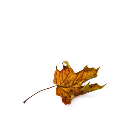 Sonbahar yaprak beyaz arka plan üzerinde izole. Renkli akçaağaç yaprağı.