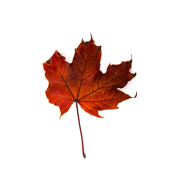 秋の葉は 白い背景で隔離 色鮮やかなカエデの葉 — ストック写真