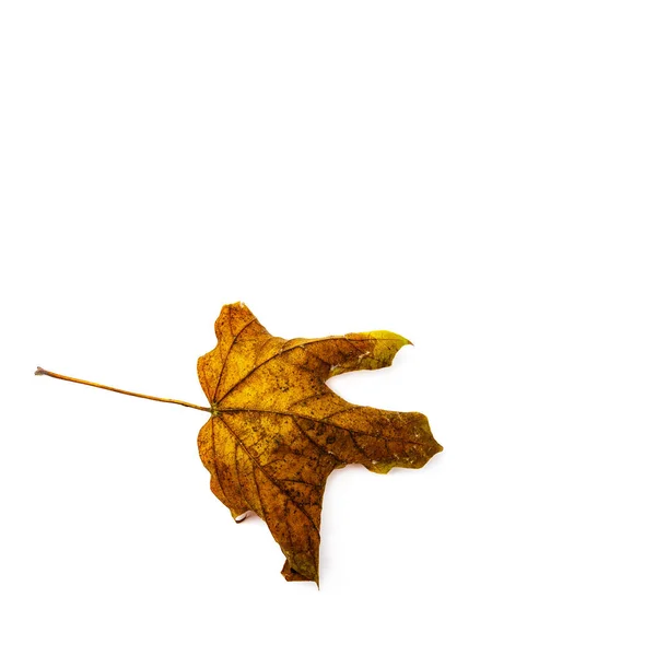 Folha Outono Isolada Sobre Fundo Branco Folha Bordo Colorida — Fotografia de Stock