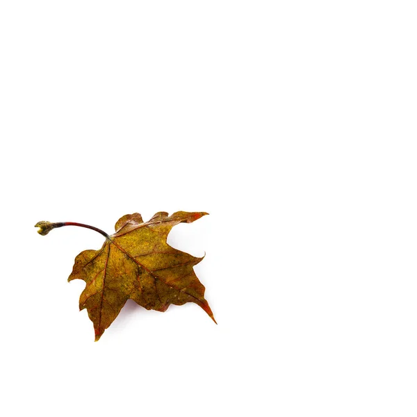 Herfstblad Geïsoleerd Een Witte Achtergrond Kleurrijke Esdoornblad — Stockfoto