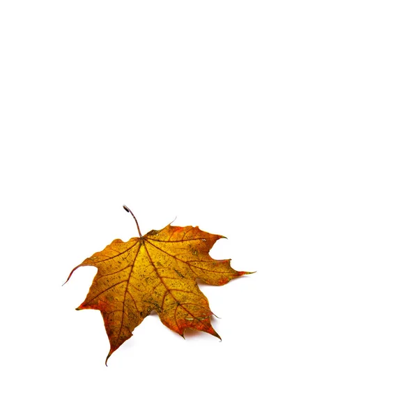 Autumn Leaf Isolated White Background Colorful Maple Leaf — Stock Photo, Image