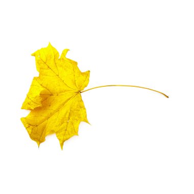 Sonbahar yaprak beyaz arka plan üzerinde izole. Renkli akçaağaç yaprağı.