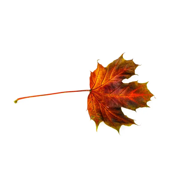Höst Löv Isolerad Vit Bakgrund Färgglada Lönnlöv — Stockfoto