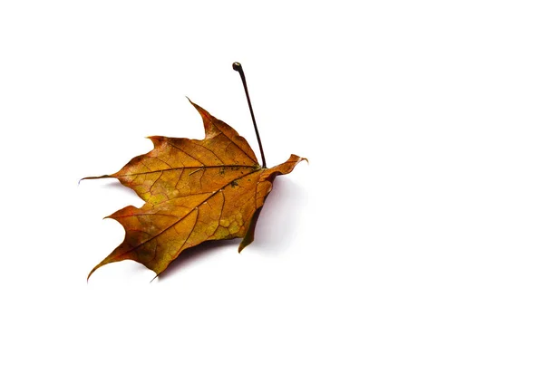 Herfstblad Geïsoleerd Een Witte Achtergrond Kleurrijke Esdoornblad — Stockfoto