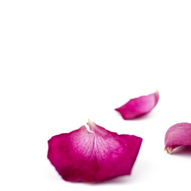 Kırmızı gül yaprakları beyaz izole. Makro.