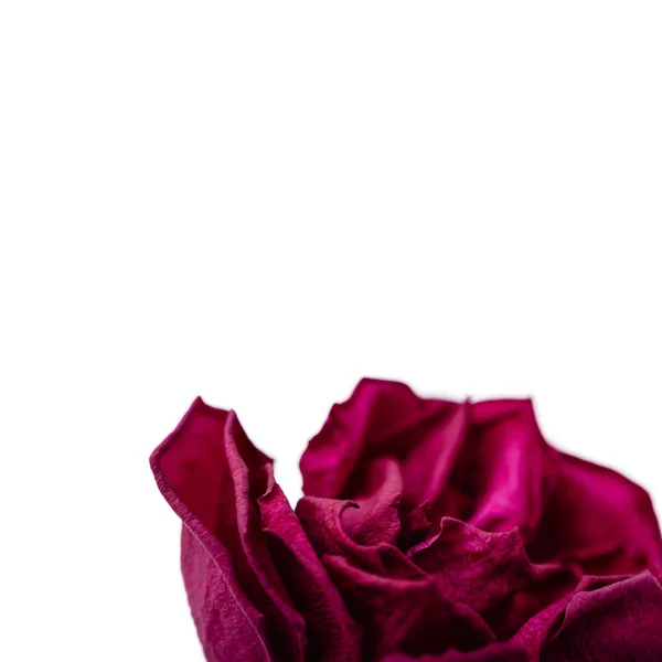 Czerwone płatki róż na białym tle. Makro. — Zdjęcie stockowe