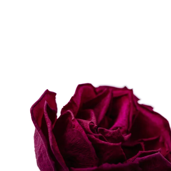 Red rose petals isolated on white. Macro. — Stock Photo, Image