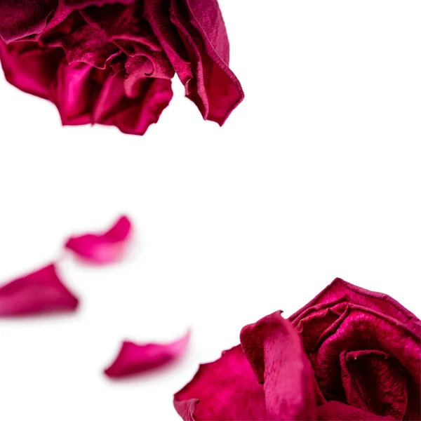 Komplet czerwonych płatków róż na białym tle. Makro. — Zdjęcie stockowe