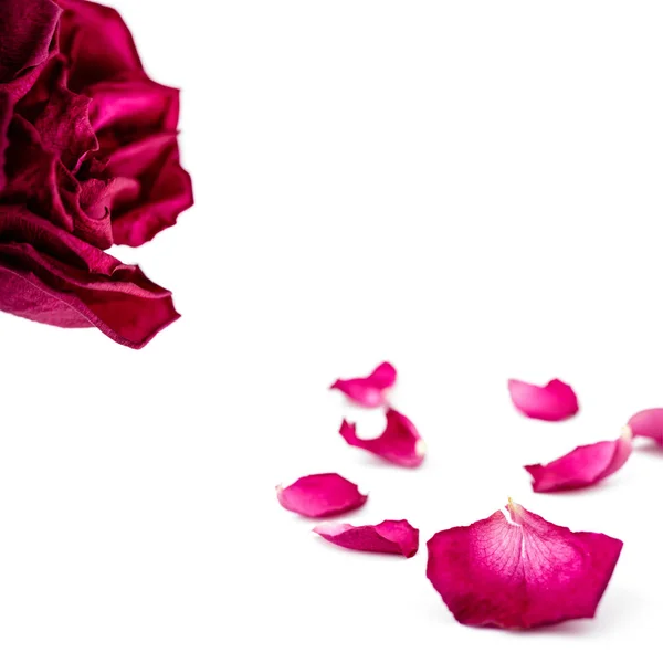 Set of red rose petals isolated on white. Macro. — Stock Photo, Image