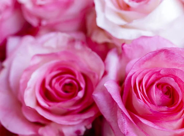Różowe róże jako tło — Zdjęcie stockowe