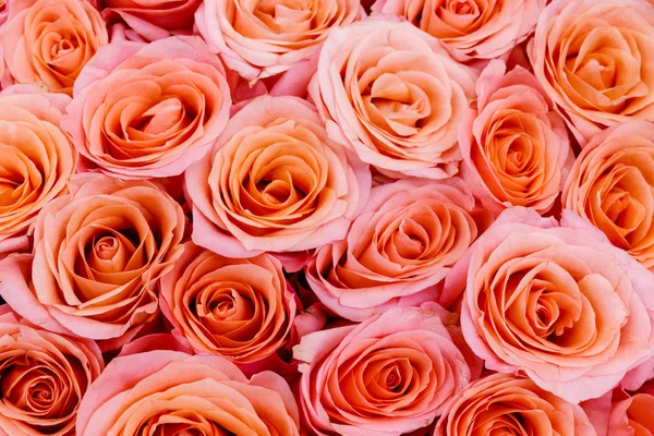 Różowe róże jako tło — Zdjęcie stockowe