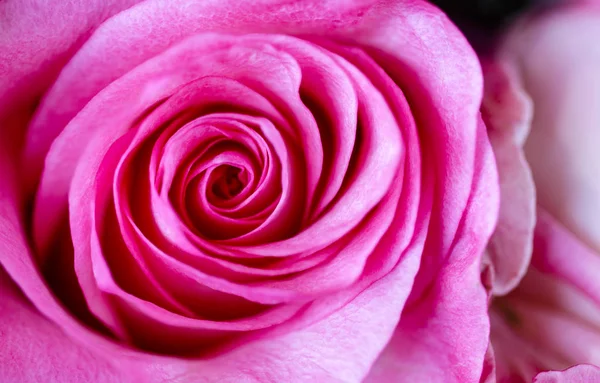 Różowa Róża jako tło — Zdjęcie stockowe