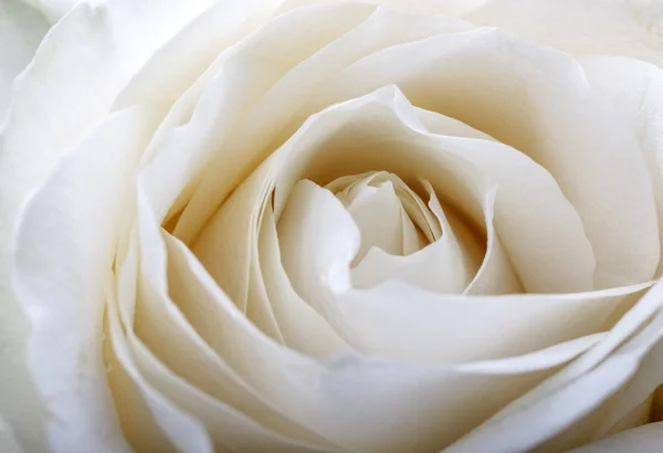Biała Róża jako tło — Zdjęcie stockowe