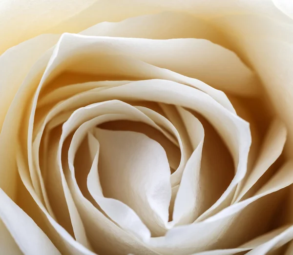 Biała Róża jako tło — Zdjęcie stockowe