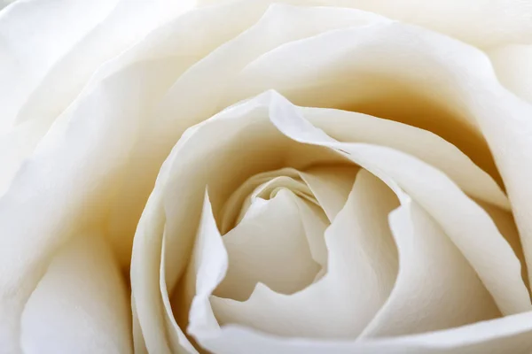 White rose as background — Stock Photo, Image