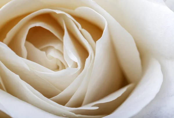 White rose as background — Stock Photo, Image