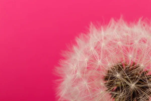 Cabeza Flor Diente León Diente León Blanco Sobre Fondo Rosa — Foto de Stock