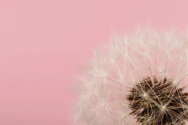 Dandelion flower head. White dandelion on pink background. Macro photo. Detail of plant.