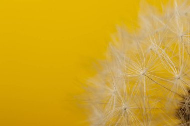 Karahindiba çiçeği kafası. Sarı arka planda beyaz karahindiba. Makro fotoğraf. Bitkinin ayrıntıları.